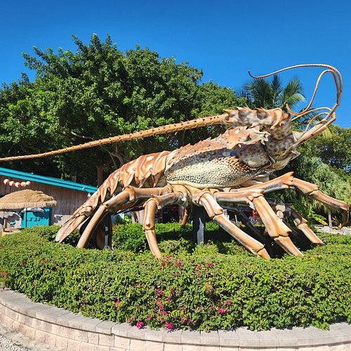 Islamorada Lobster