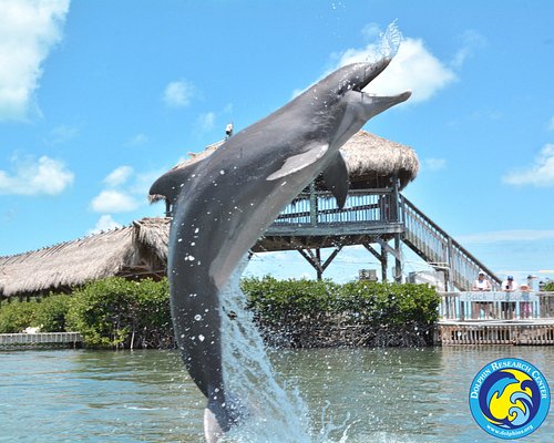 Marathon Dolphin Research Center